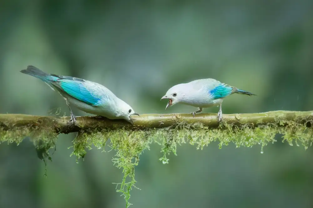 Wei, and Siyu: Chi può gridare più forte