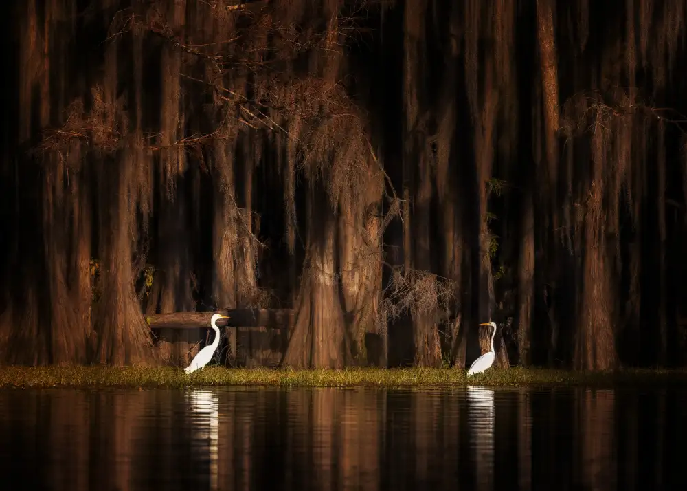 Z, Leechee: Créatures du lac Caddo