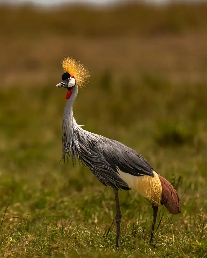 Bhatia, Yogesh: La corona