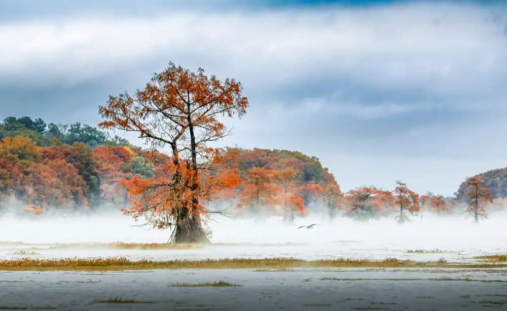 May, G.: Nebbia sul lago Caddo