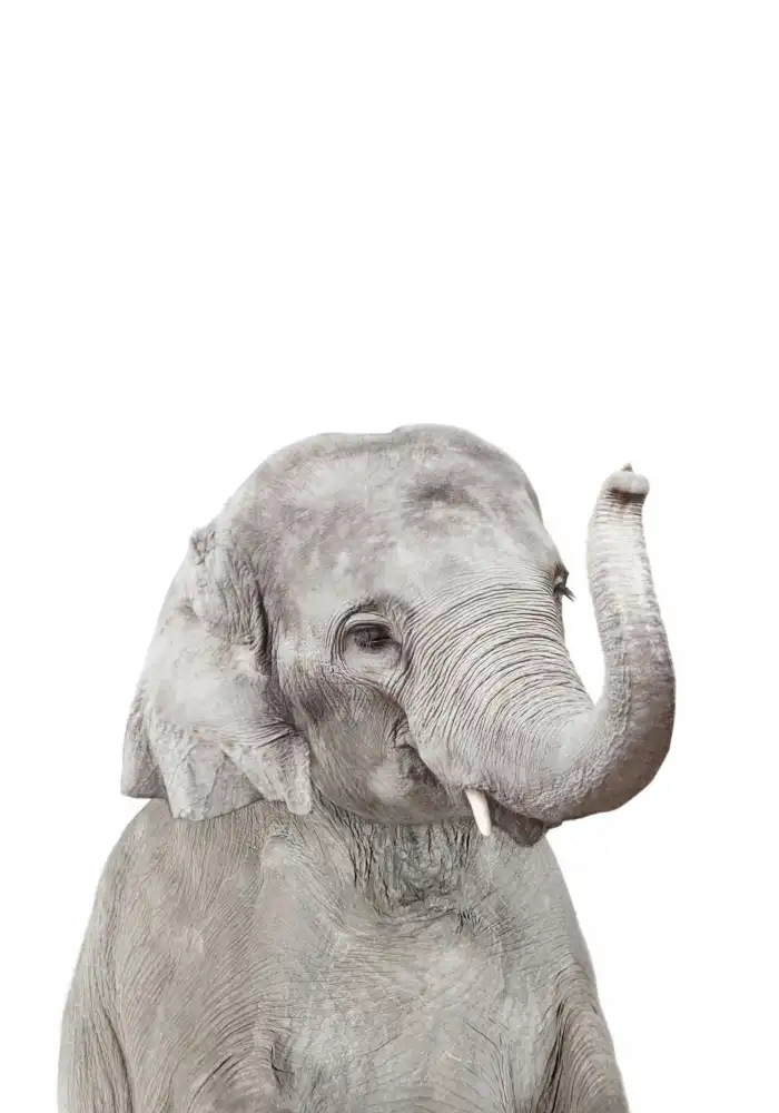 Pienaar, Kathrin: Baby Elefant