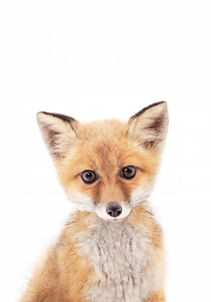 Pienaar, Kathrin: Baby Fox