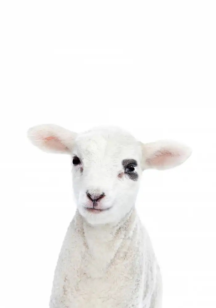 Pienaar, Kathrin: Baby Lamm