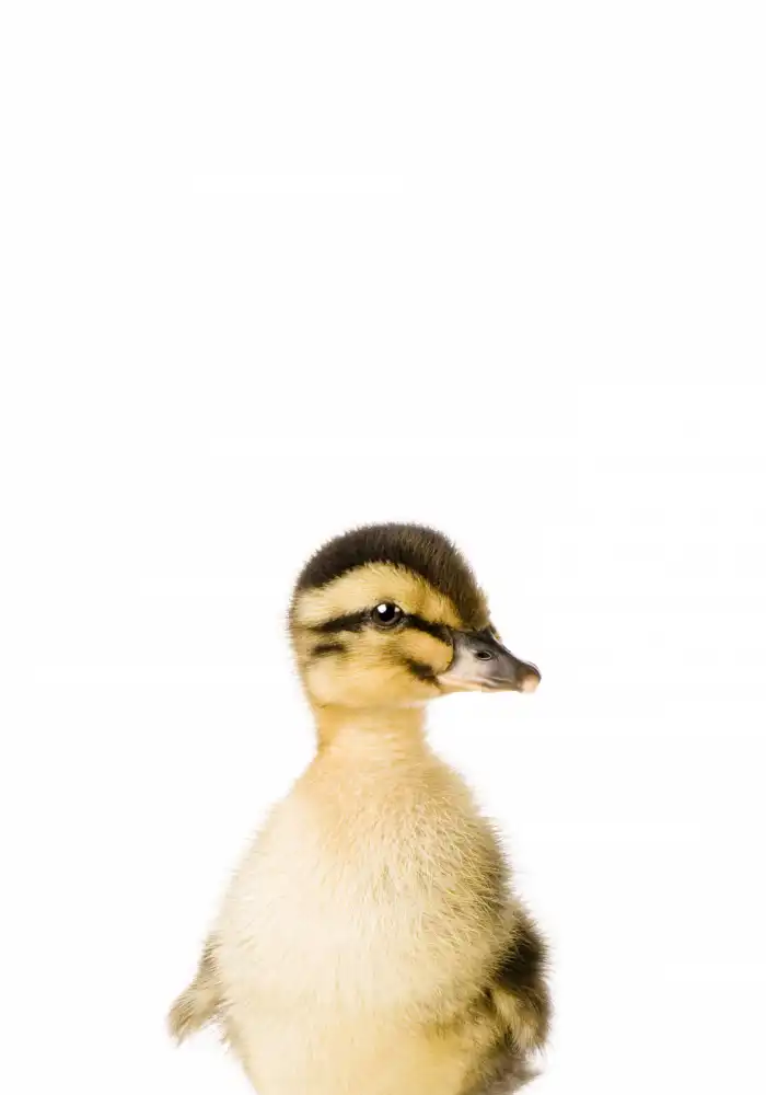Pienaar, Kathrin: Baby Kachna
