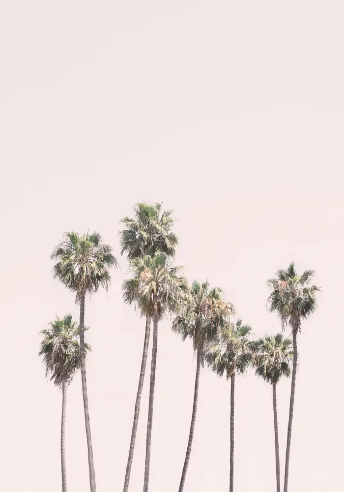Pienaar, Kathrin: Blush Palms