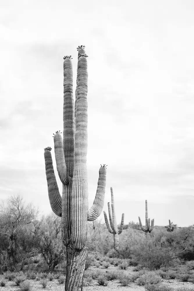 Pienaar, Kathrin: Saguaro Schwarzweiß