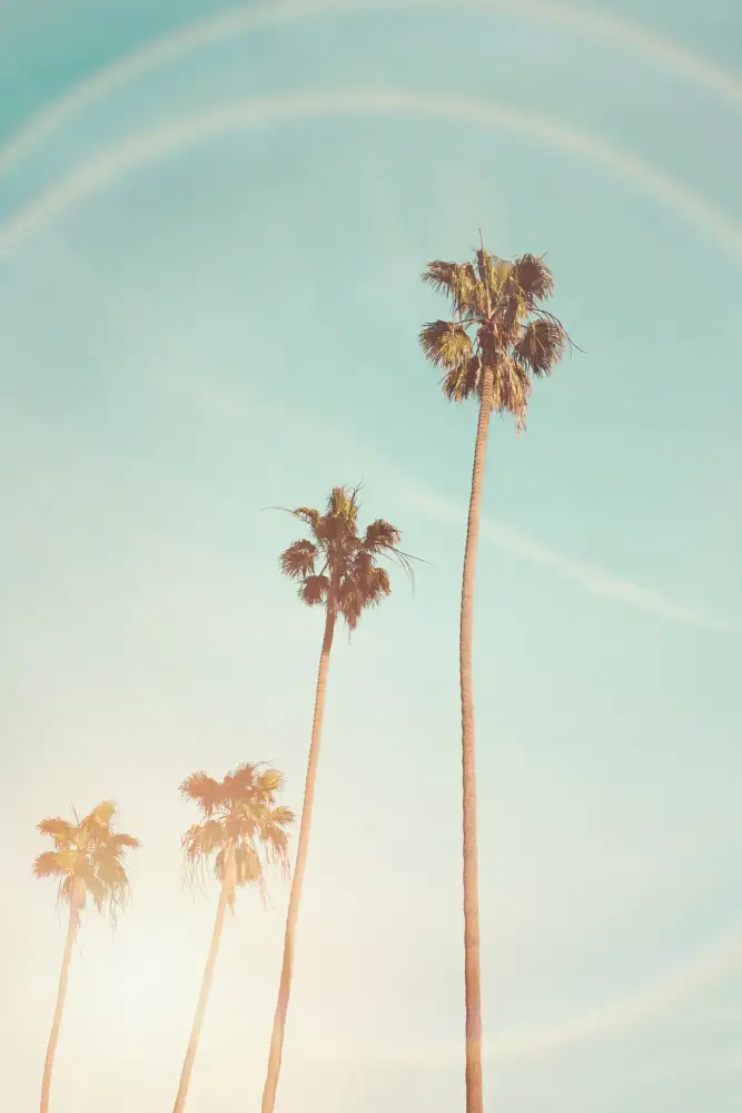 Pienaar, Kathrin: Sonnige Cali-Palme