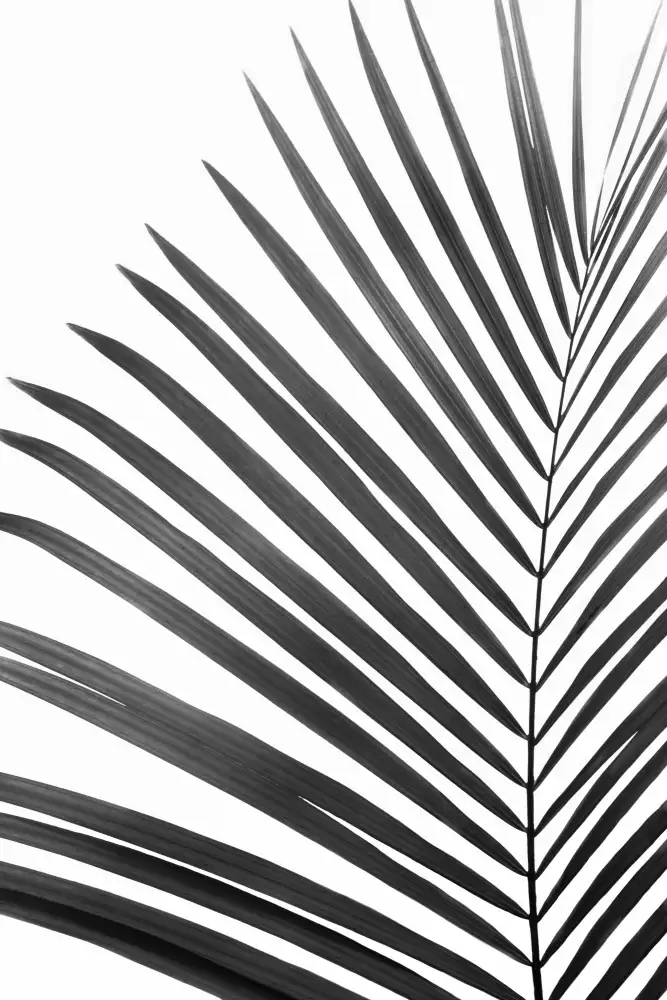Pienaar, Kathrin: BW Palmblatt