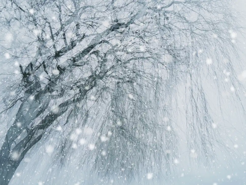 Jasmine: árbol de invierno