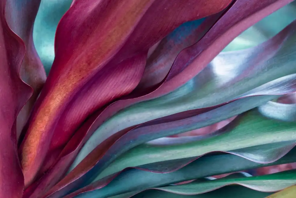Wechsler, Robin: Un estratto botanico succulento dell'arcobaleno di Maui