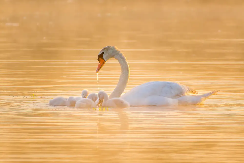 Li, Z. Michael: Mère cygne et ses bébés