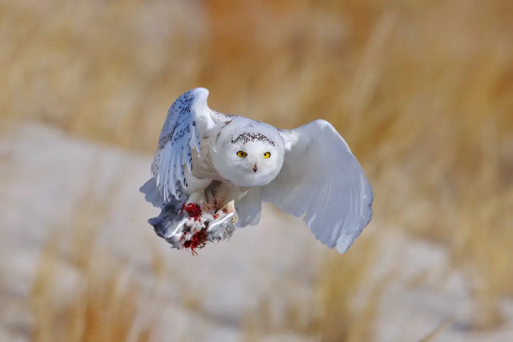 Lam, Gavin: Harfang des neiges