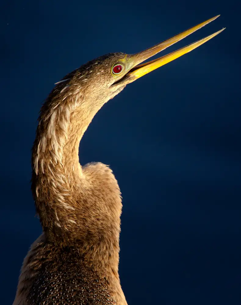 Verdon: Anhinga portrait