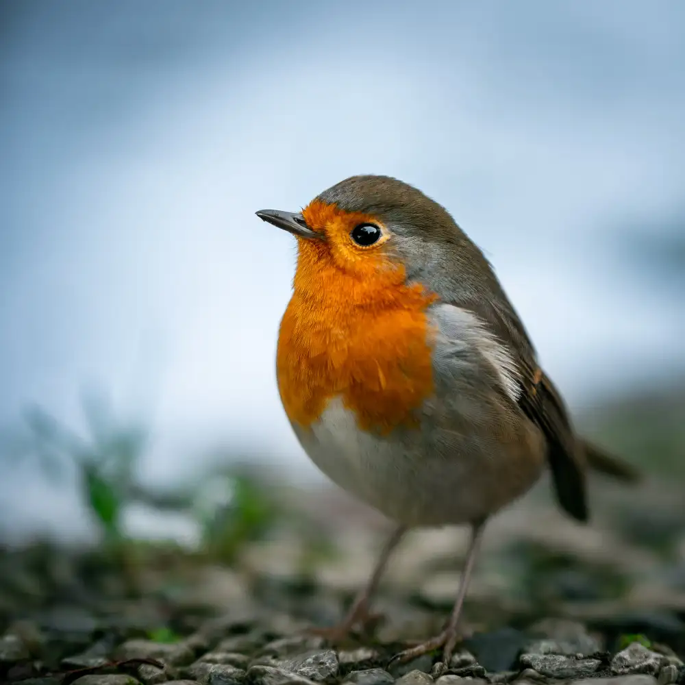 Wilson, Francis: Roccioso Robin