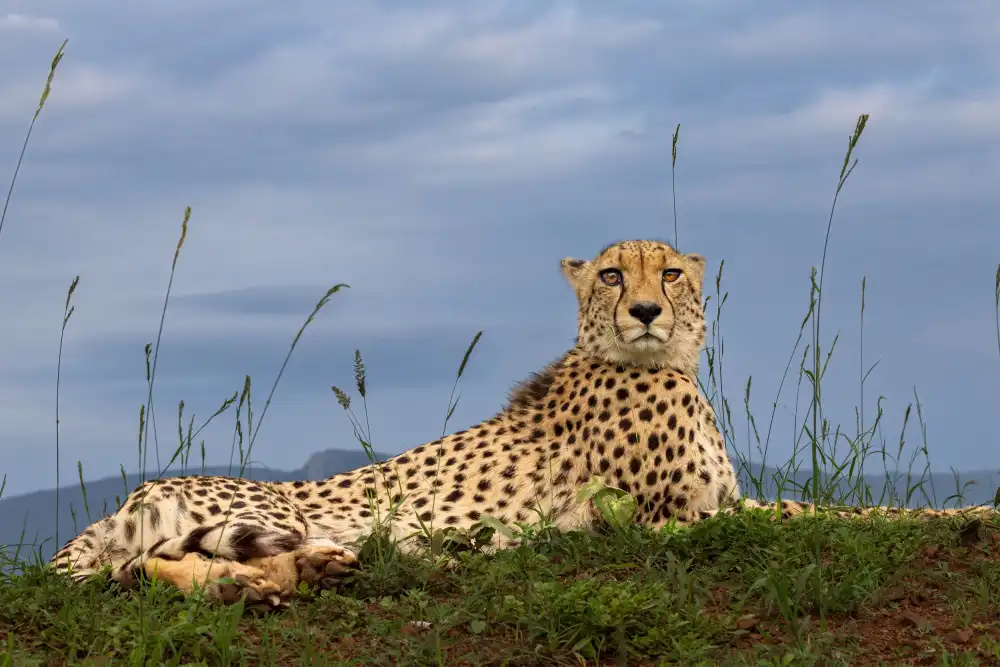 NOTO, DI GENNARO: Gepard