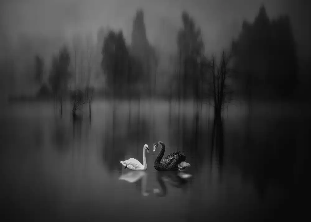 Zeng, Jiahong: Il lago dei cigni