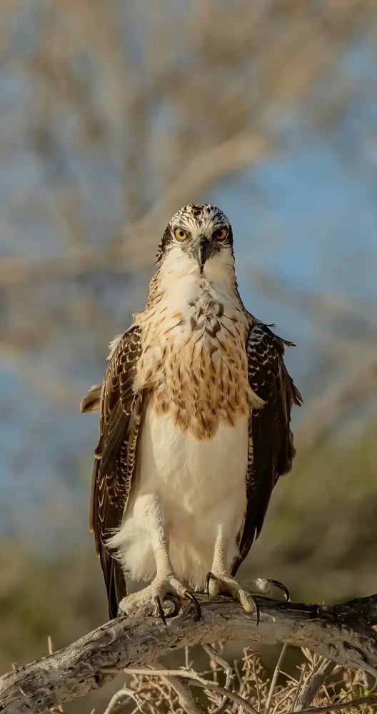 ahmadabdelhameed: Proud Osprey