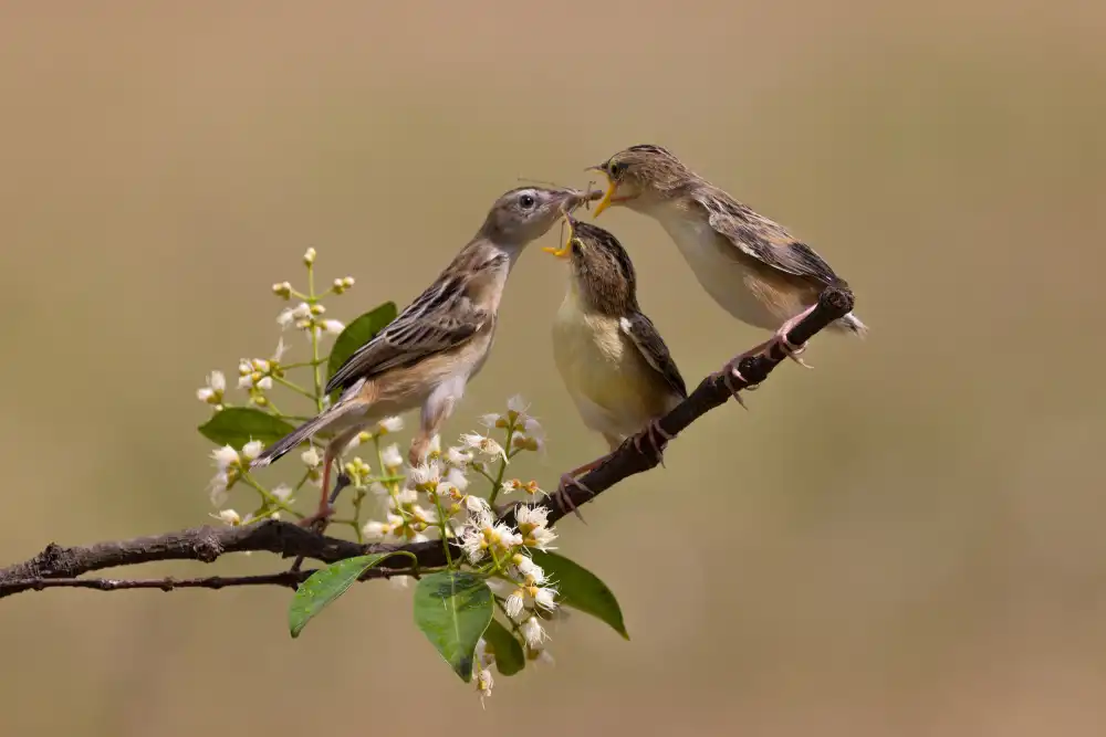 Suhardjo, Lisdiyanto: Sunbird