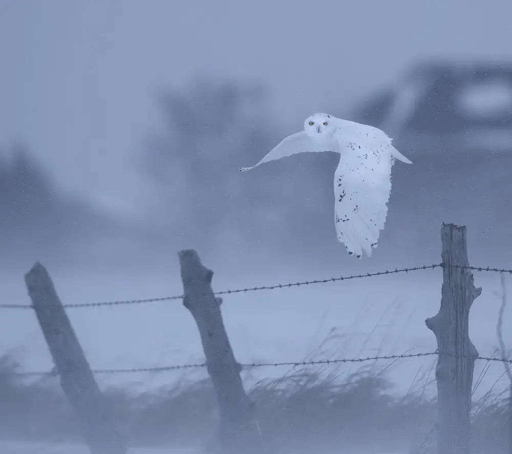 Tseng, Judy: nella tempesta di neve