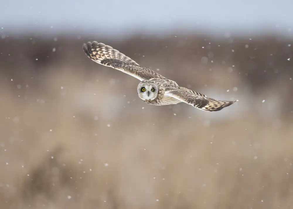 Xu, Tony: Volare con la neve