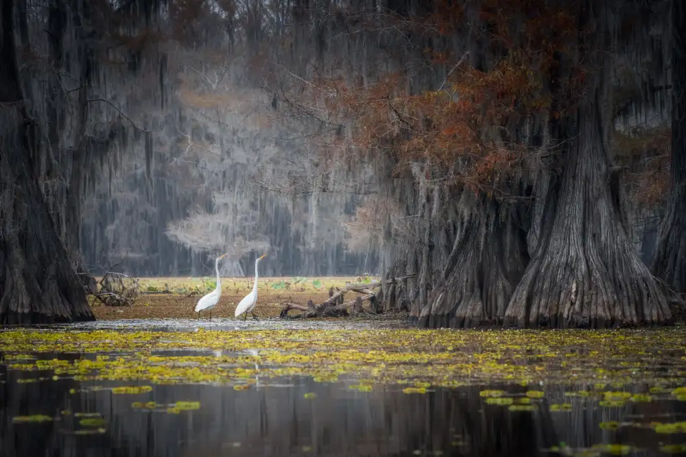 Wei, Willa: Jezero Caddo
