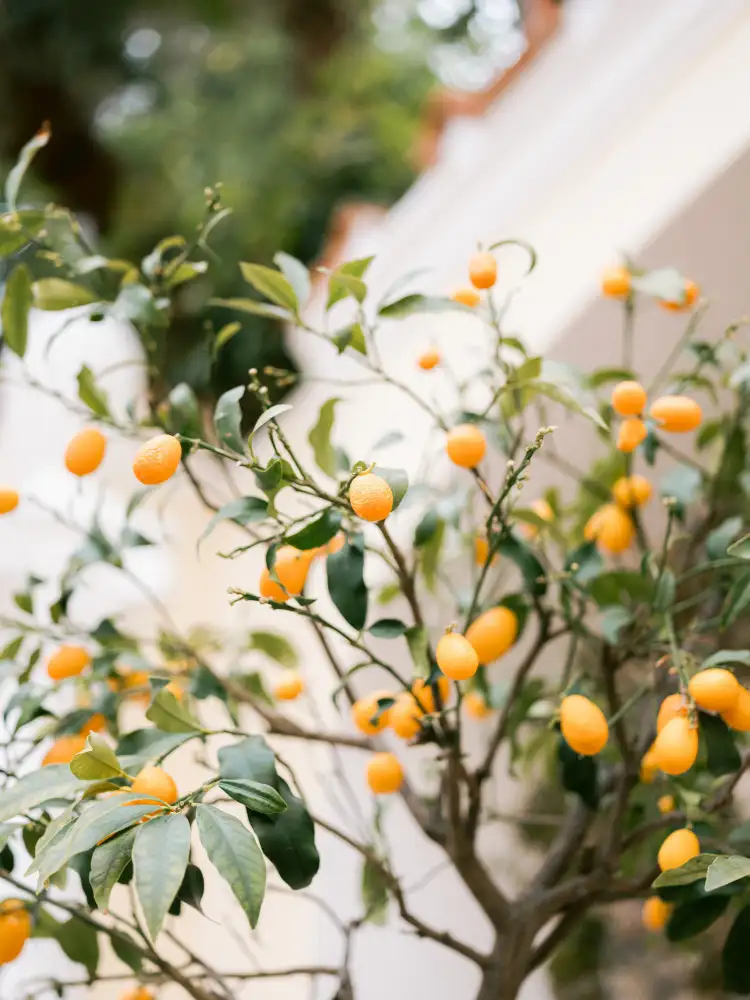Zwart, Raisa: Orangefarbenes Capri