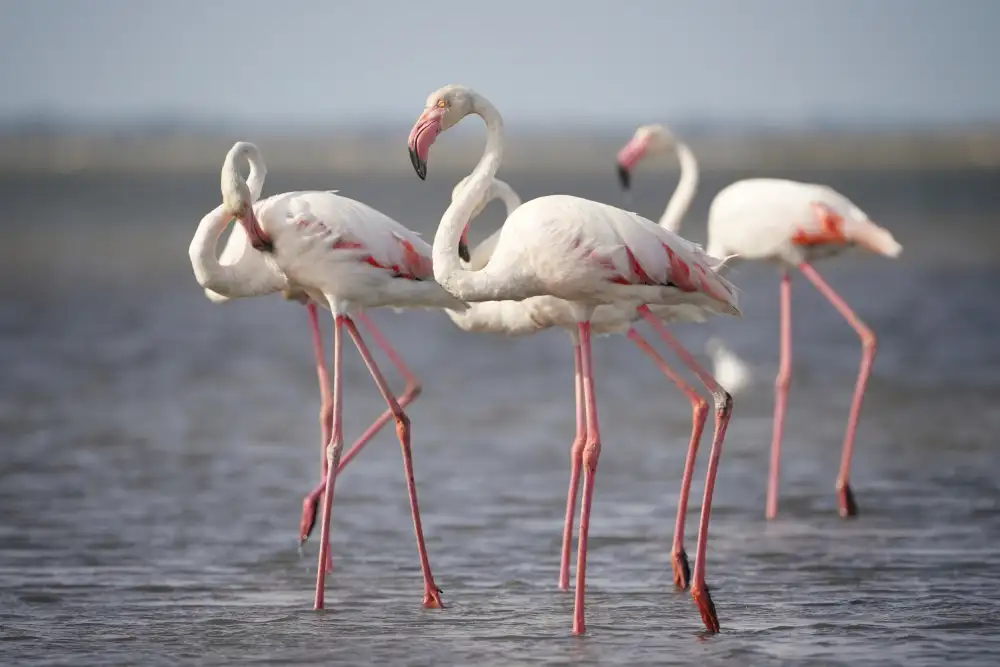 Hribar, Boštjan: Flamingos aus der Provence