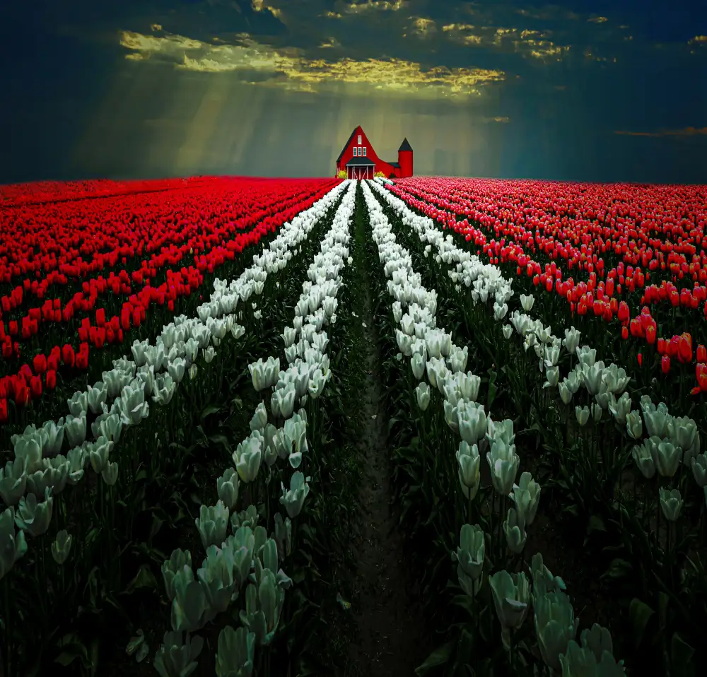 Zeng, Jiahong: Giardino dei tulipani
