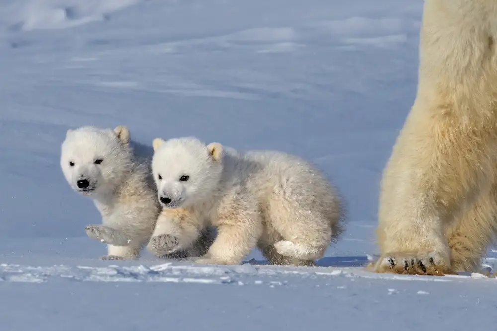 Tsui, Hung: Due cuccioli di orso polare
