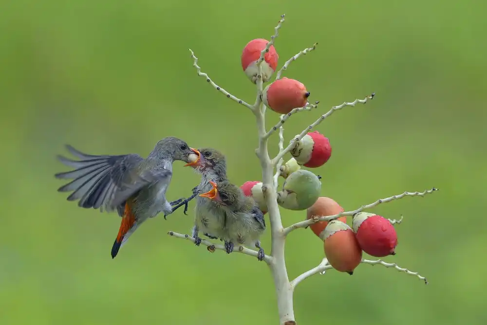 Oesin, Dikky: Female scarlet-headed flowerpecker bring food to their chicks