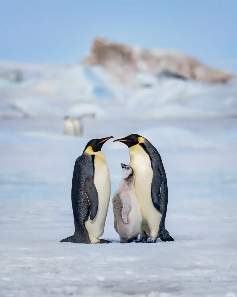 Wei, and Siyu: Famiglia di pinguini imperatori