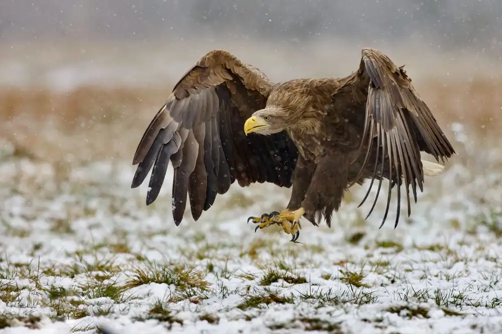Manusevich, David: Seeadler