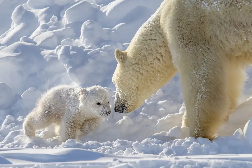Tsui, Hung: giocoso cucciolo di orso polare