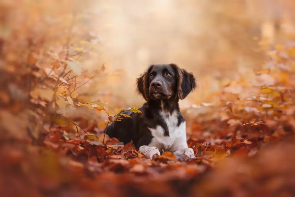 Shandor, Ve: Herbststimmung