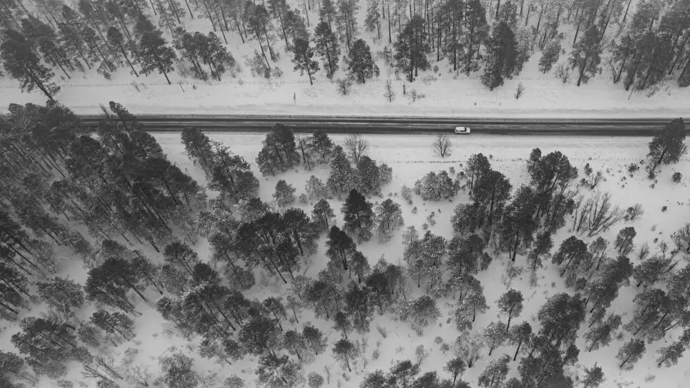 Xu, Kevin: Foresta nevicata
