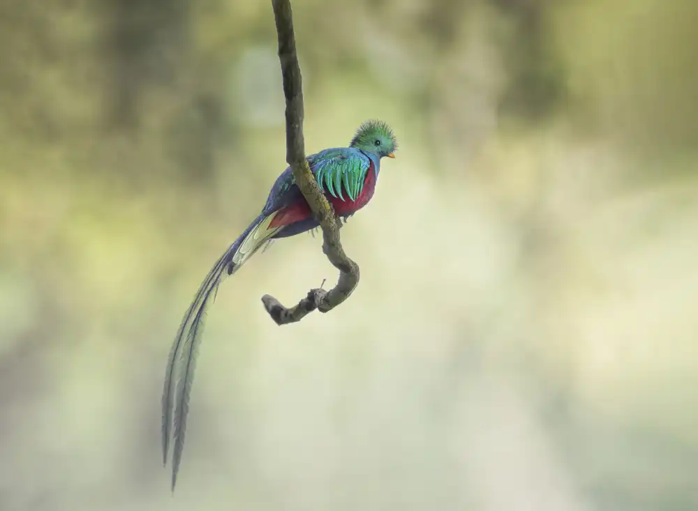Deng, Larry: Quetzal splendente 凤尾绿咬鹃