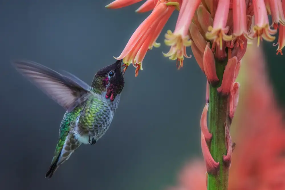 Liu, Wei: Colibri d'hiver