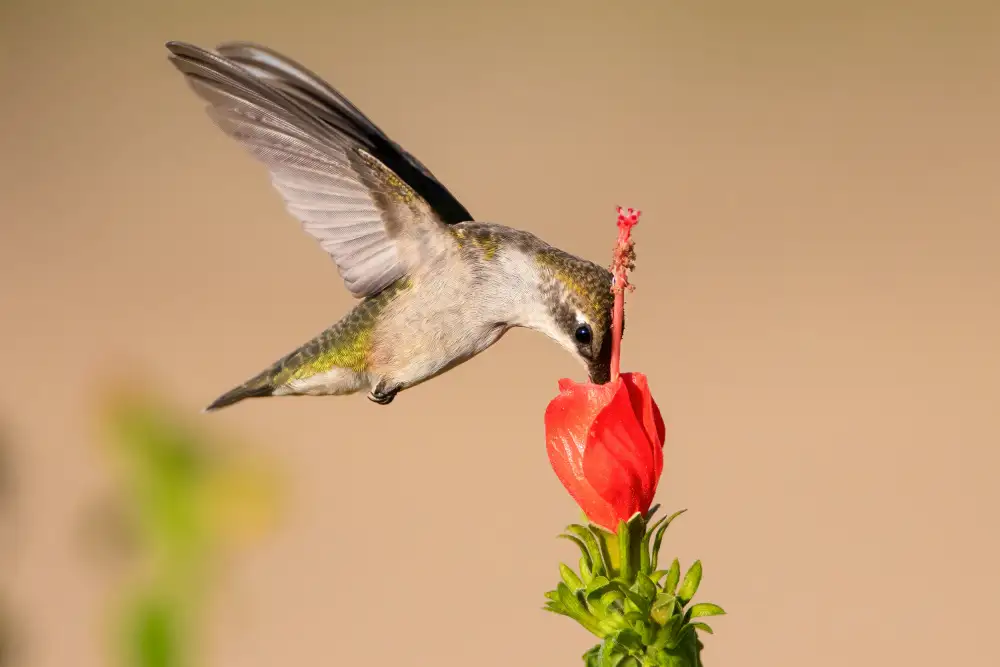 He, Mike: Kolibri und Blume