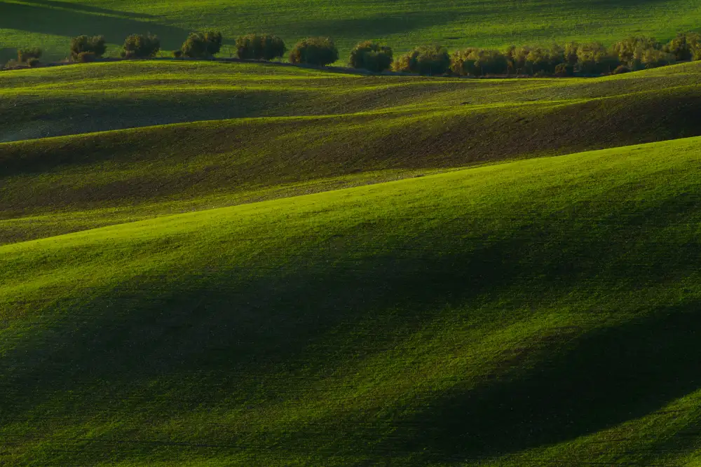 Pino, Emilio: germogliazione del grano