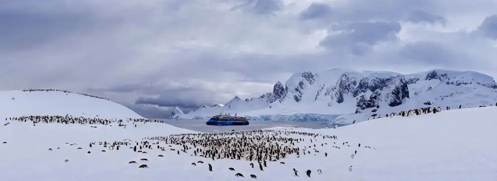 Chang, Jiangping: Pinguinlager