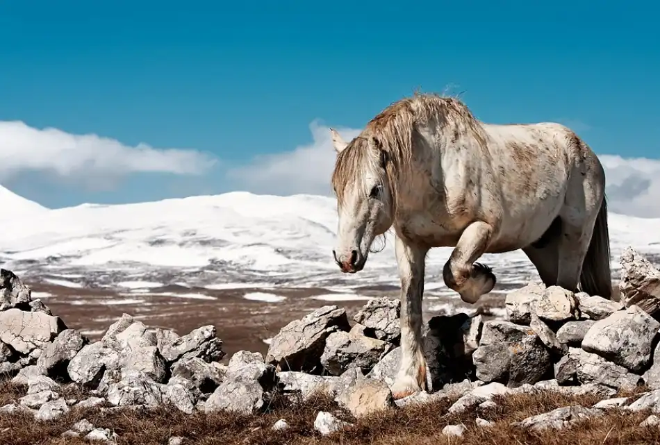 Vidak, Vedran: caballo blanco