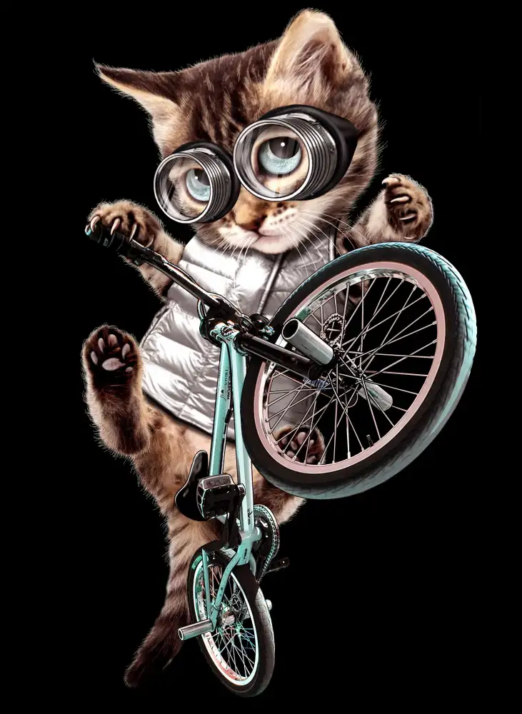 Lawless, Adam: gatto bmx