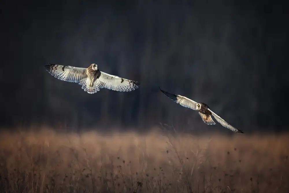 P., Ruiqing: Pas de deux