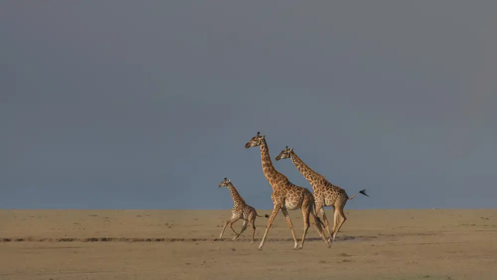 Xu, Sheila: Gestito dalla famiglia Giraffa