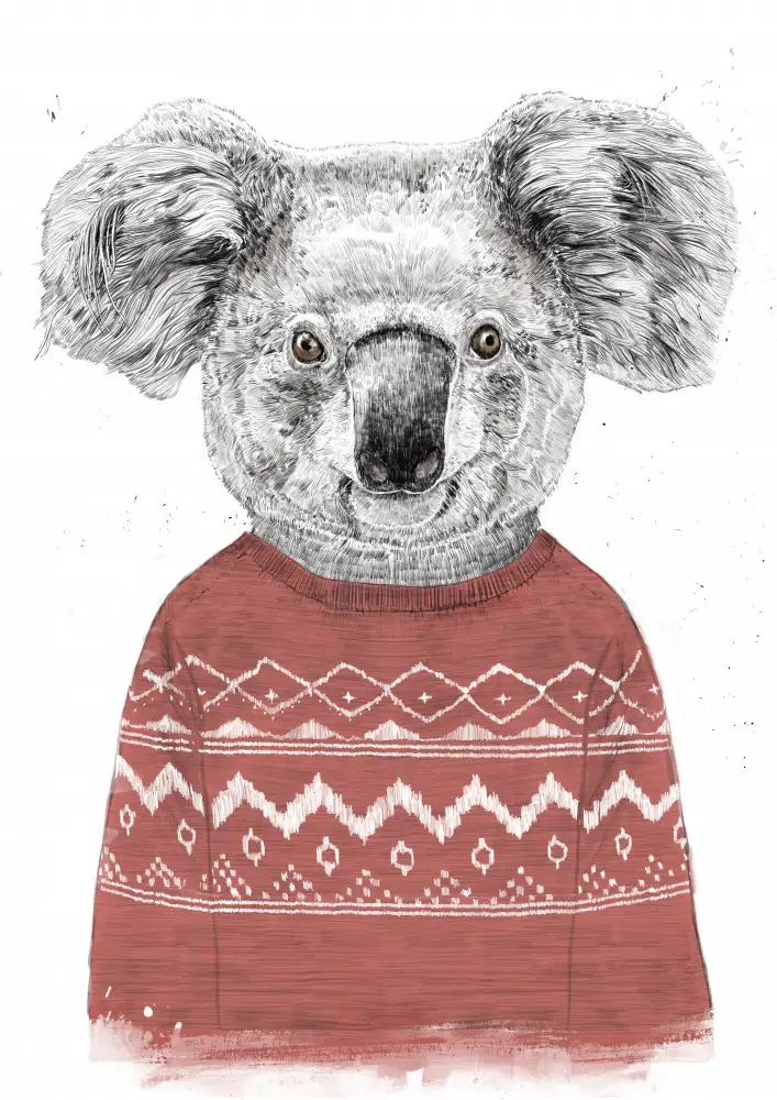 Solti, Balazs: Koala d'hiver (rouge)
