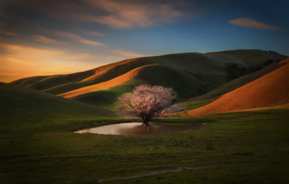 Qiu, Jenny: L'ultima luce all'albero solitario