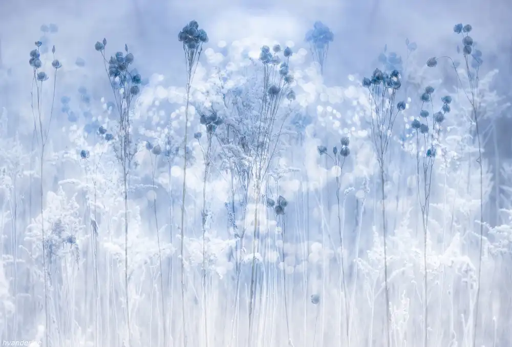 Lee, van Hilda: Eisiges Blau