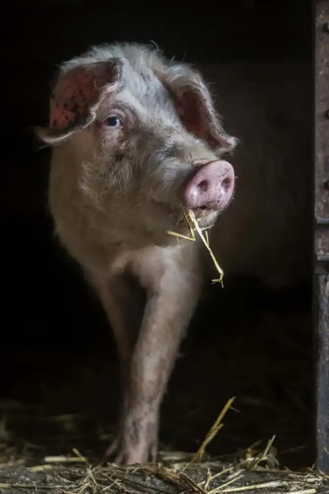 Bosch, den Gert: Das üppige Schwein