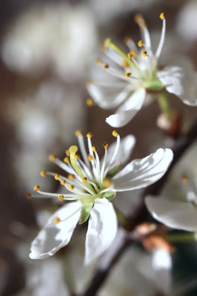 Blursbyai, Laiz Rosana: Fiorisce la primavera I