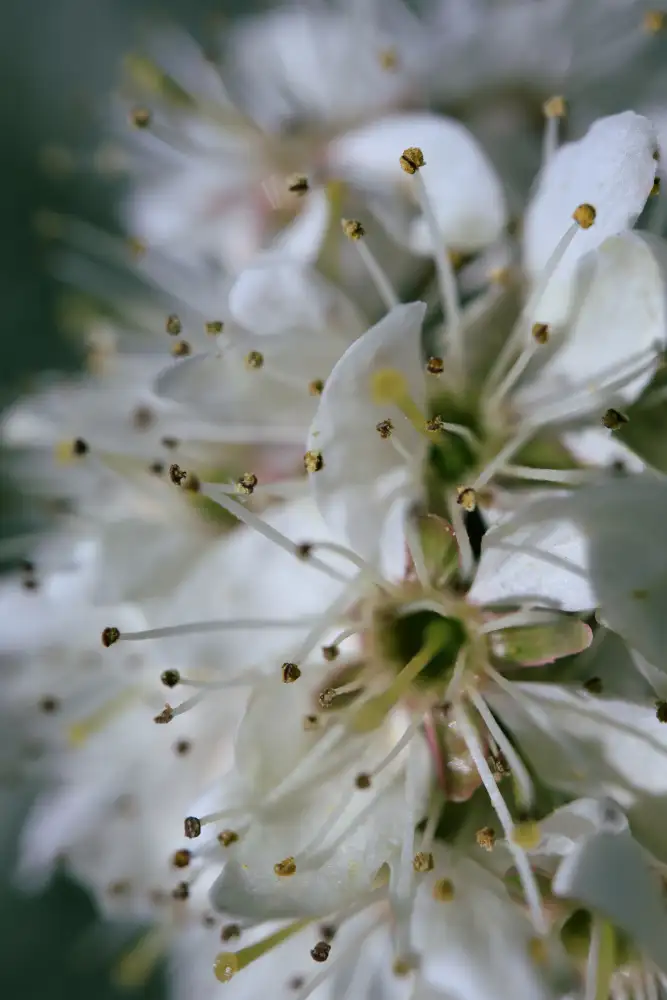 Blursbyai, Laiz Rosana: Fioriture primaverili II
